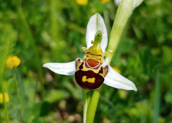 L’evoluzione delle specie botaniche